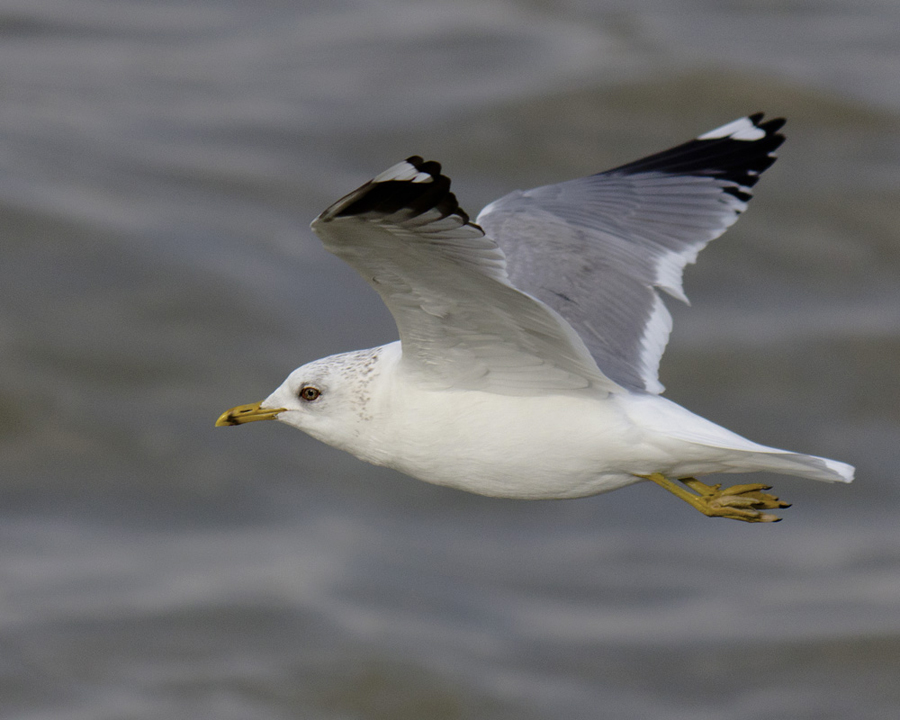 Common Gull