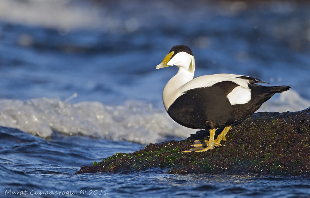 Common Eider