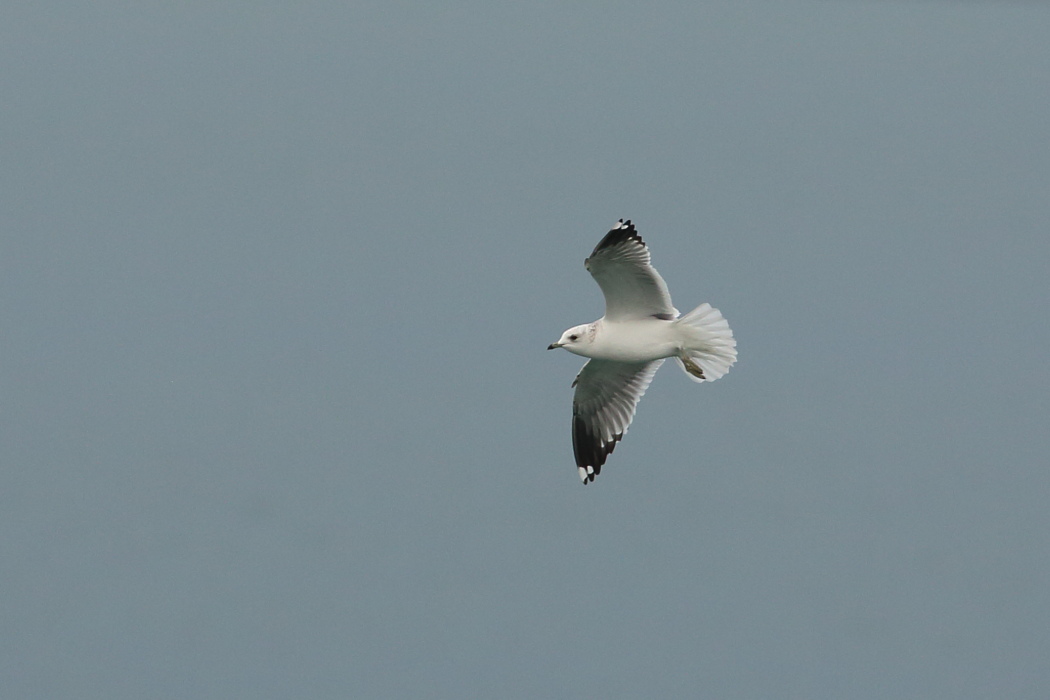 Common Gull