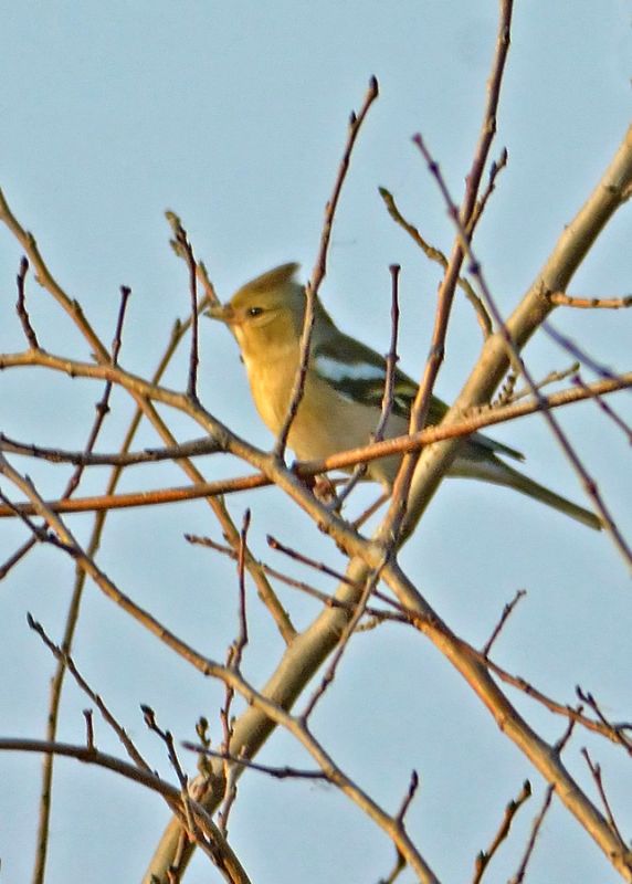 Common Chaffinch