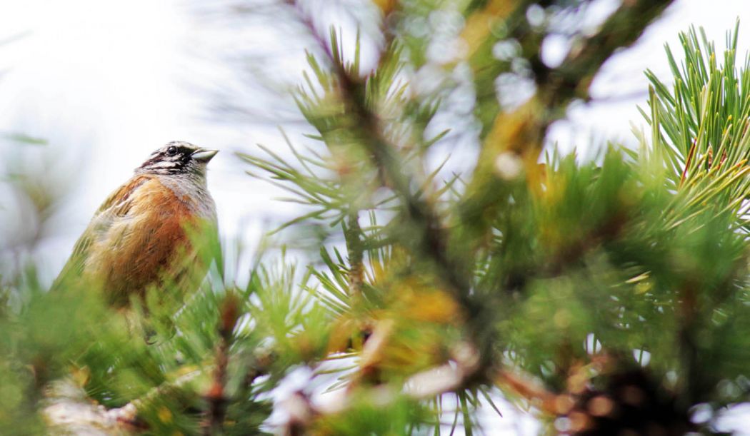 Rock Bunting