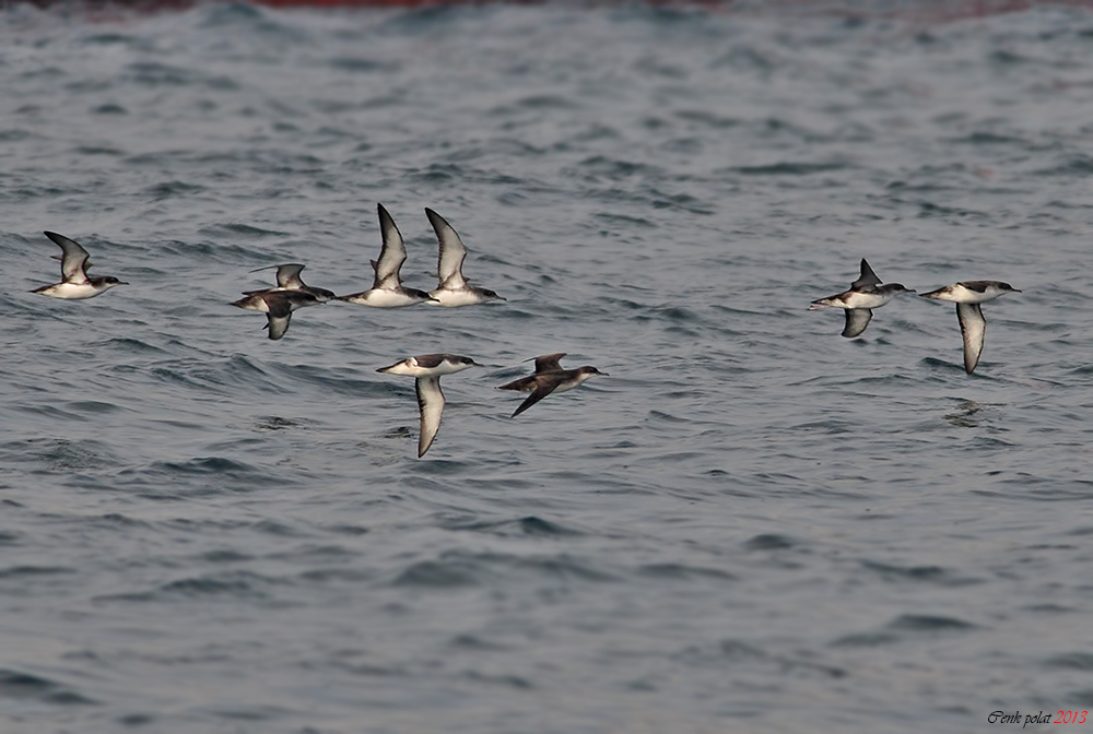 Yelkouan Shearwater