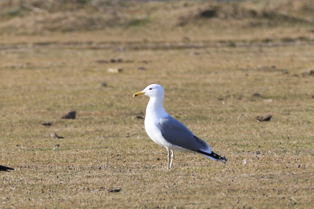 Caspian Gull