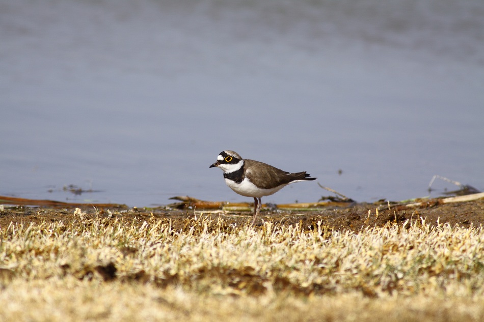 Little Ringed Plover