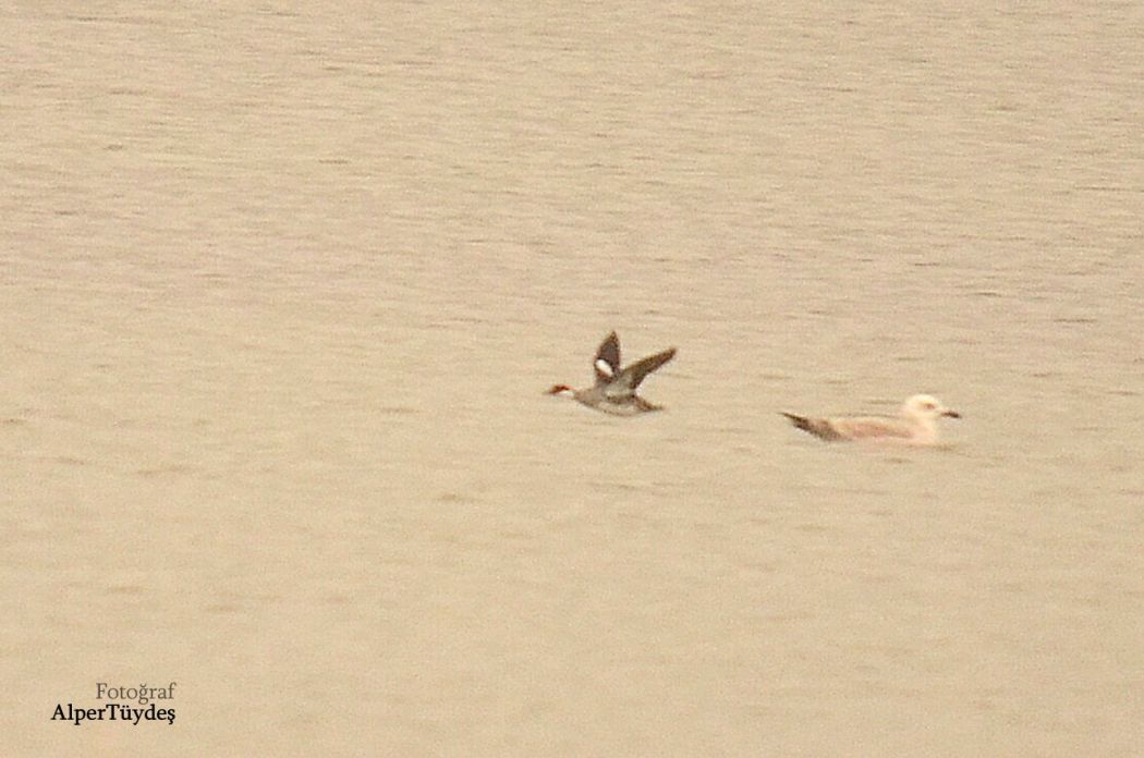 Smew