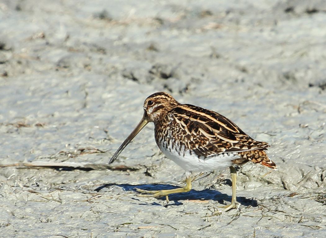 Common Snipe