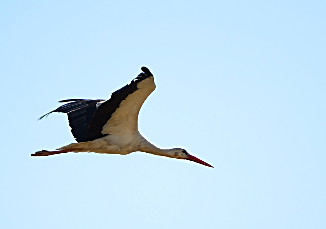 White Stork