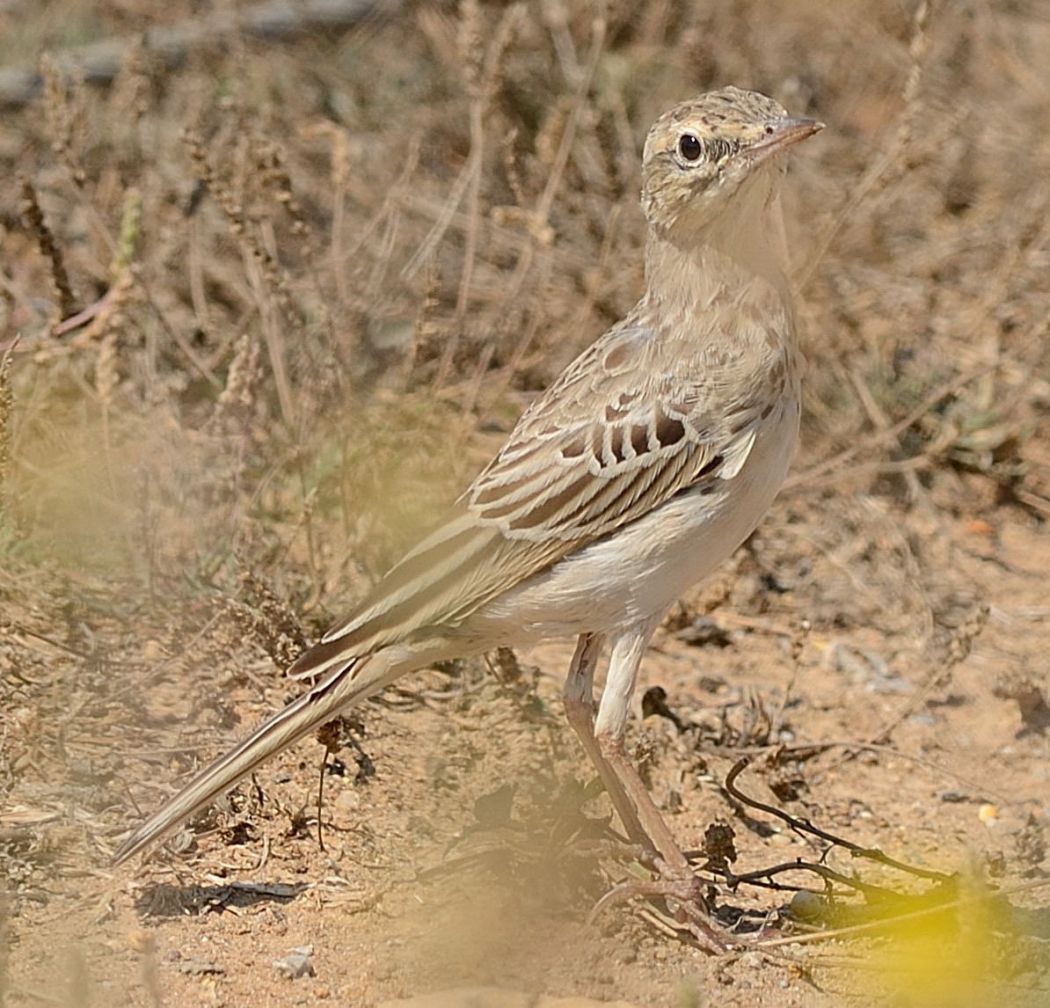 Tawny Pipit