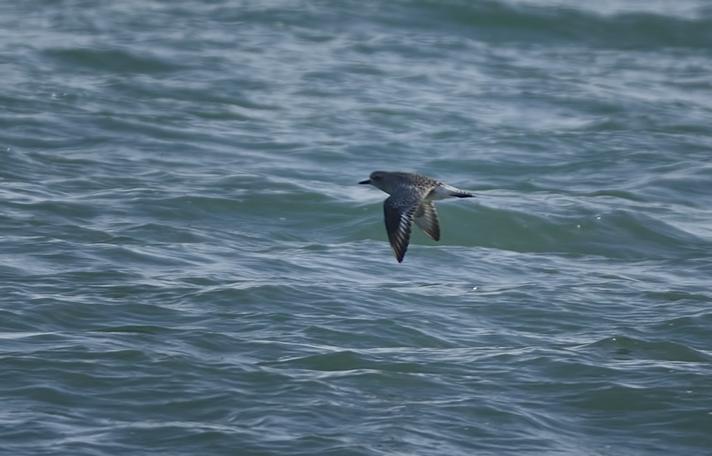 Grey Plover