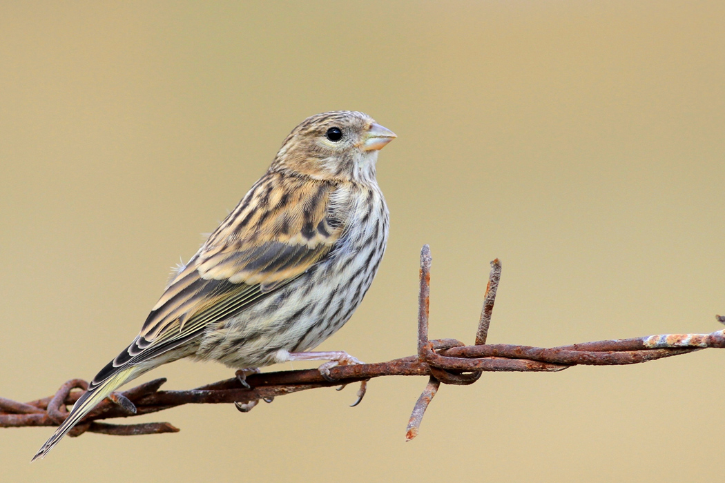 European Serin