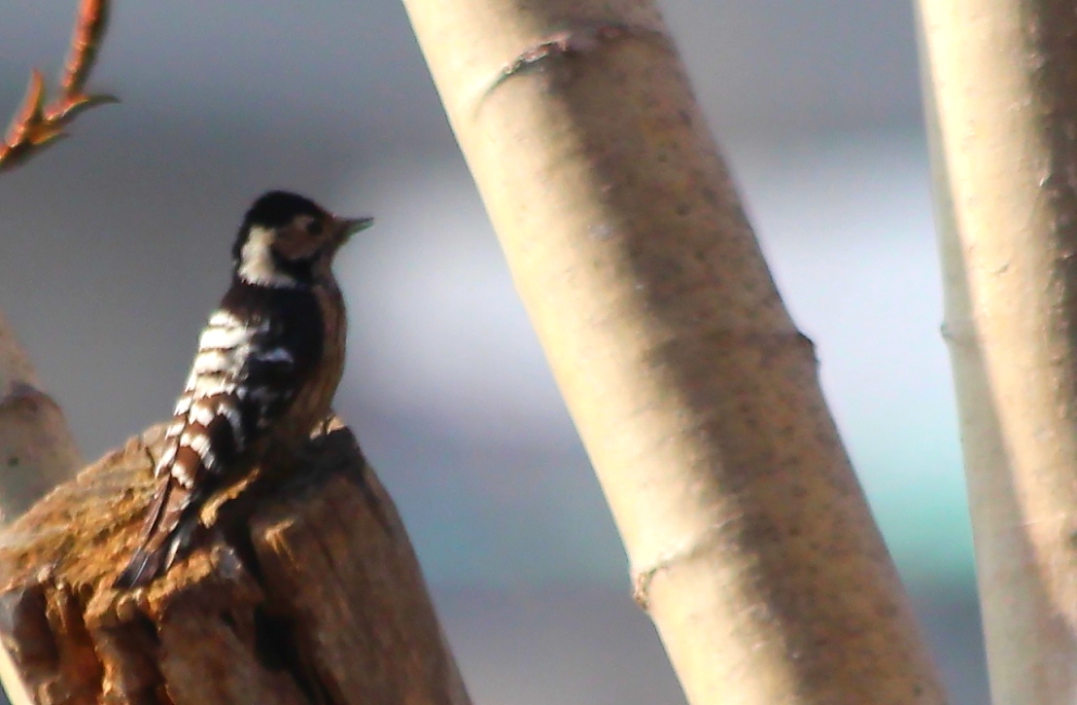 Lesser Spotted Woodpecker