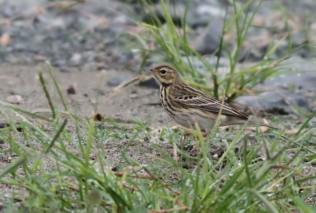 Tree Pipit