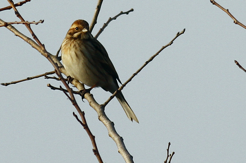 Common Reed Bunting