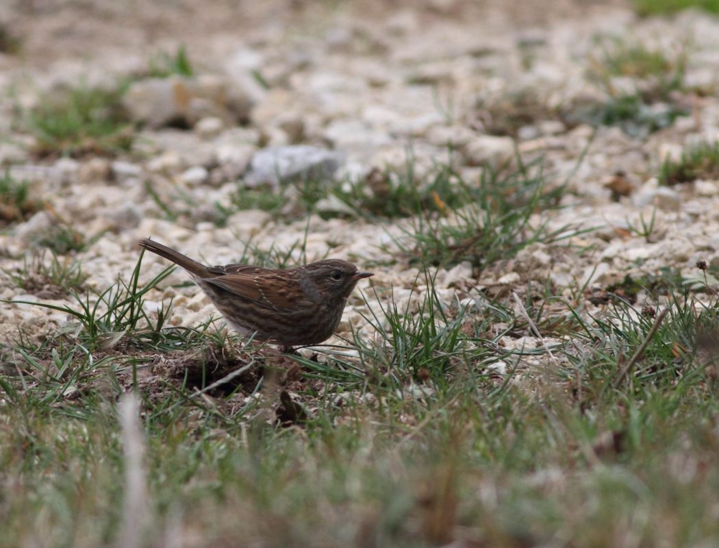 Dunnock