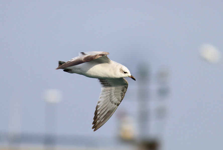 Mediterranean Gull