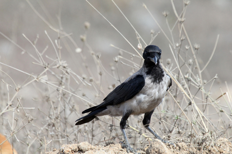Hooded Crow