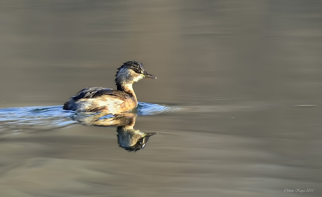 Little Grebe