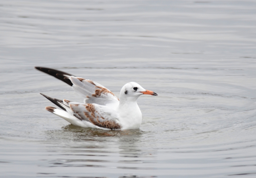 Black-headed Gull