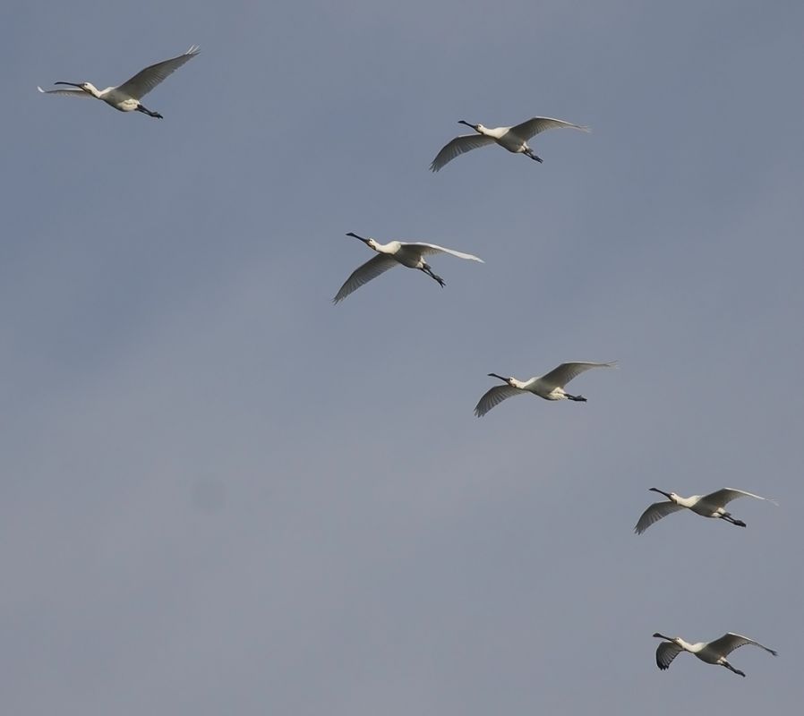 Eurasian Spoonbill