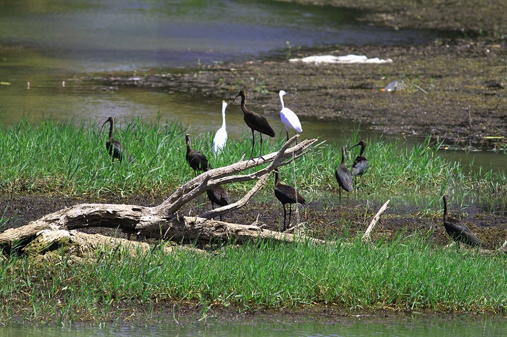 Glossy Ibis