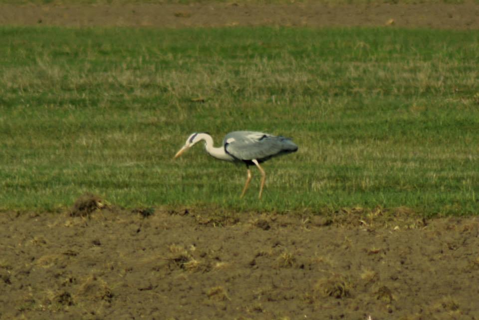 Grey Heron