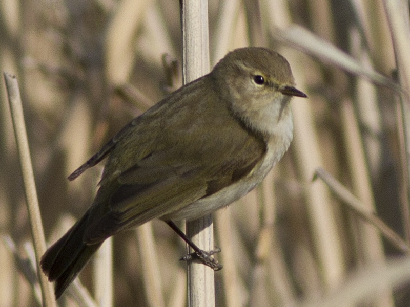 Common Chiffchaff