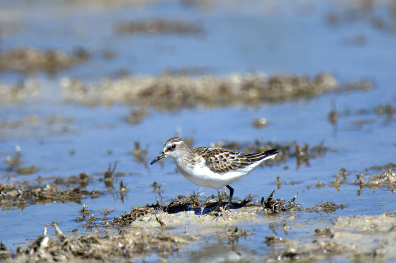 Little Stint