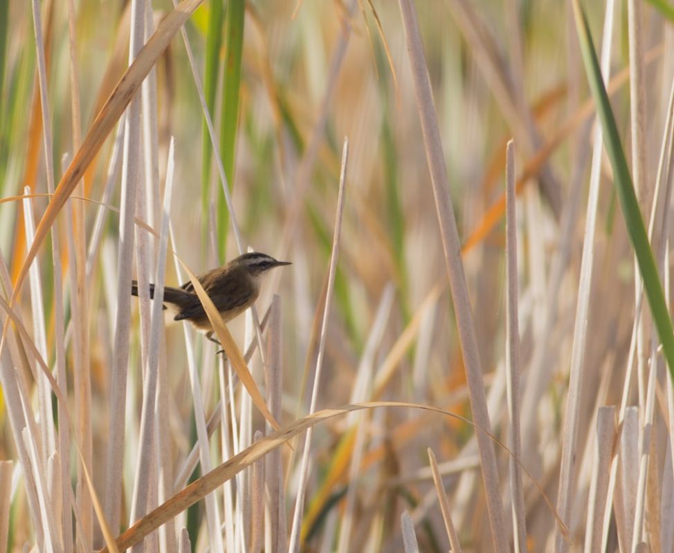 Moustached Warbler