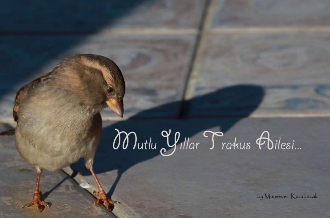 House Sparrow