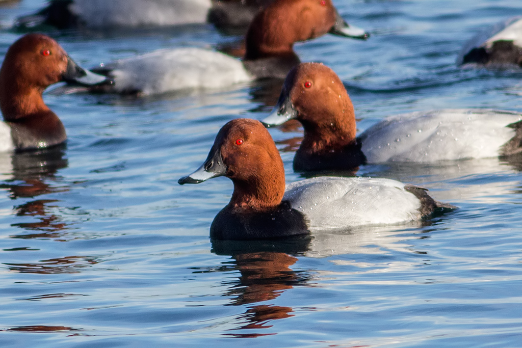 Common Pochard