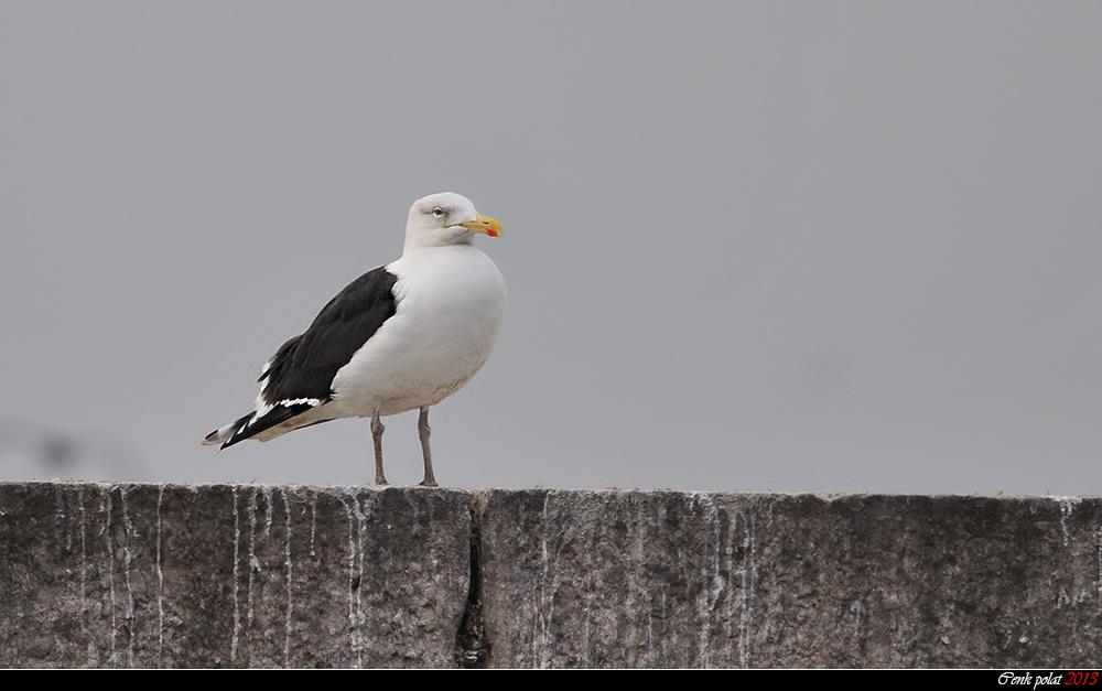 Great Black-backed Gull