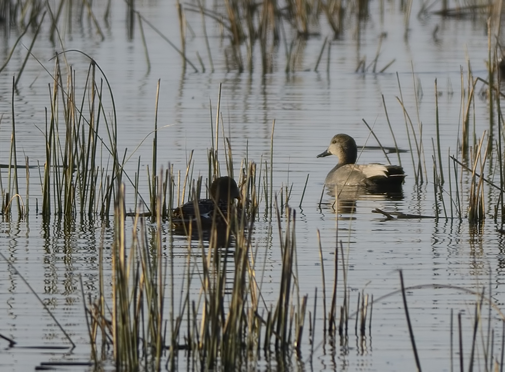 Gadwall