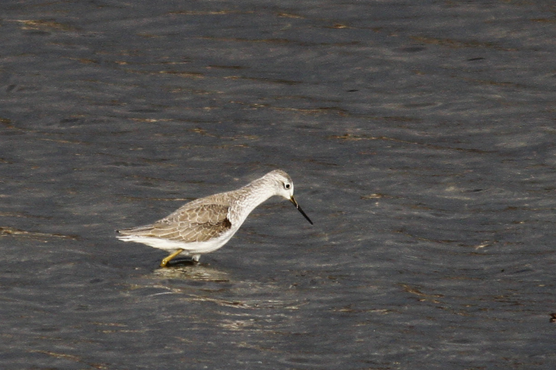 Marsh Sandpiper