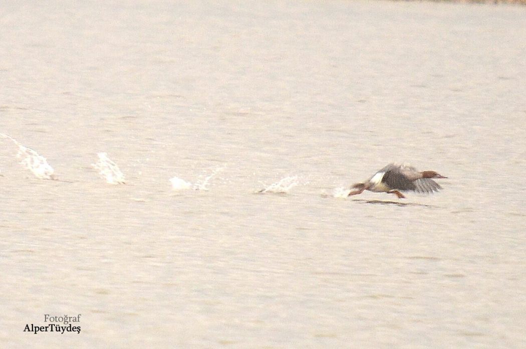 Common Merganser