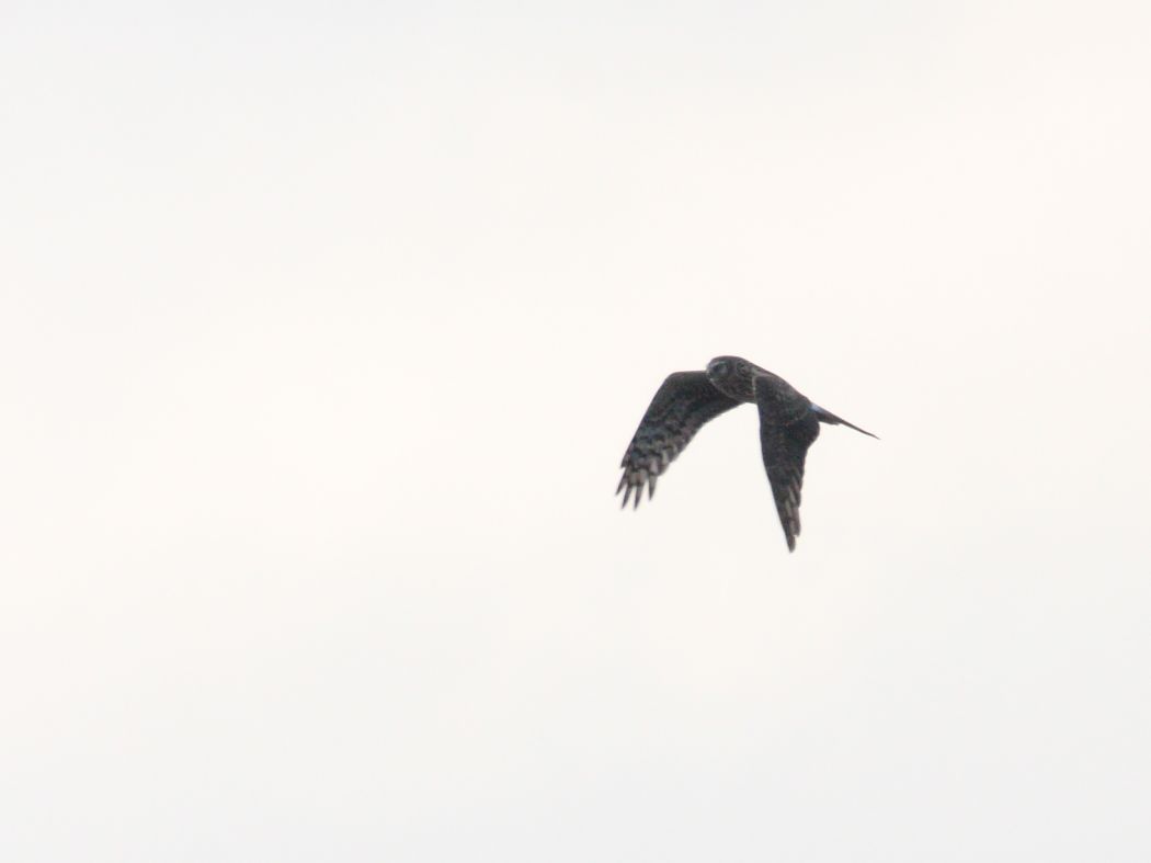 Hen Harrier