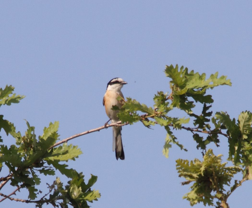 Masked Shrike