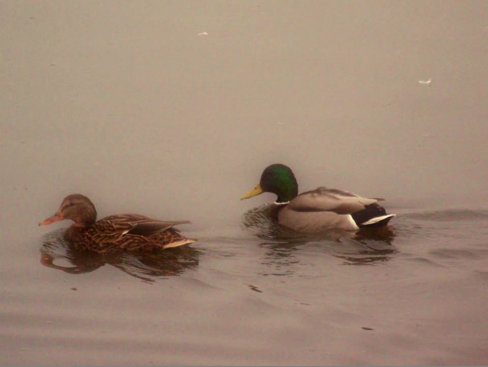 Mallard