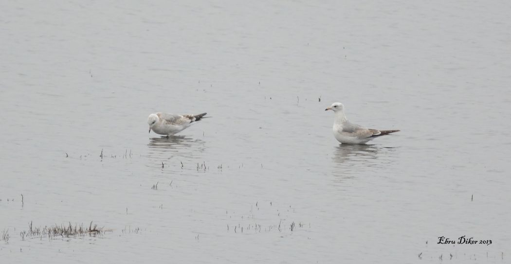 Common Gull