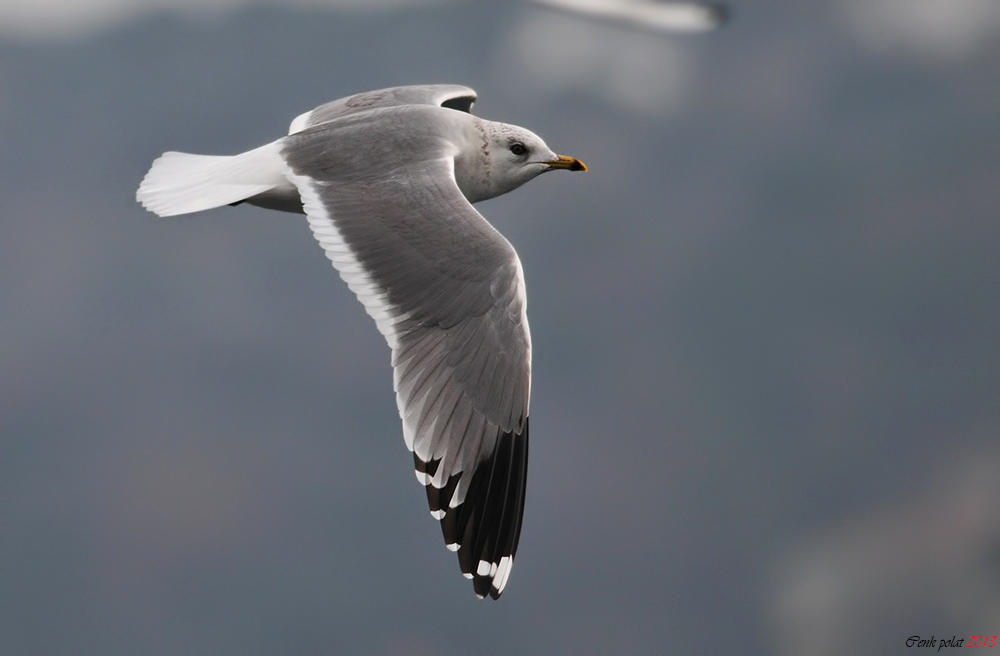 Common Gull