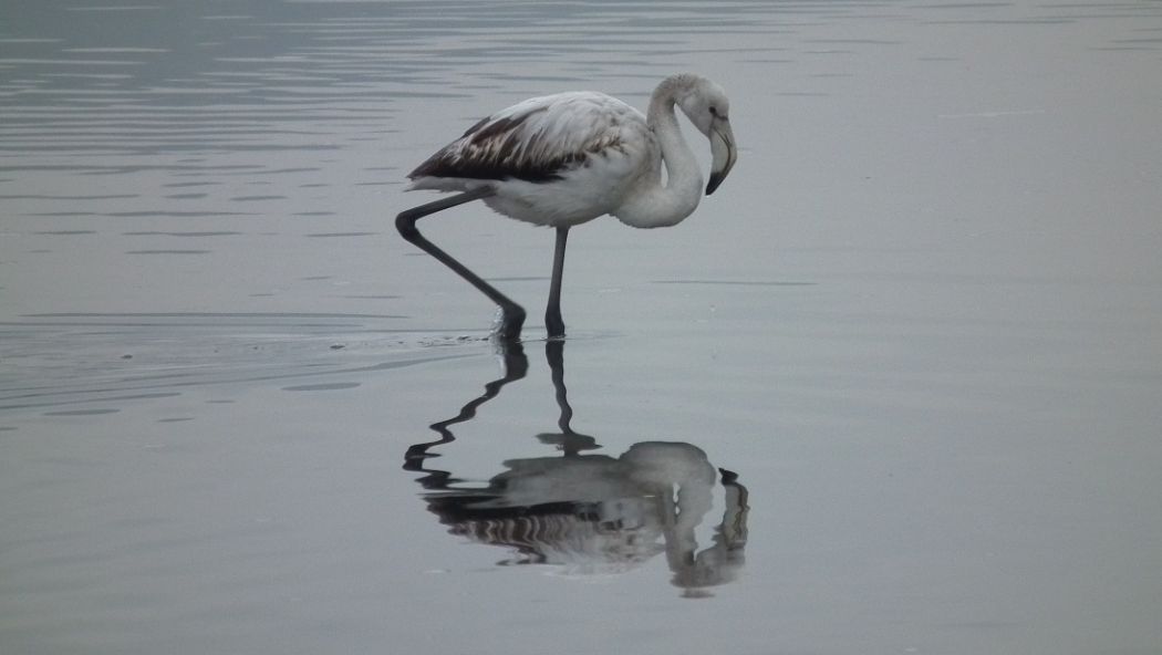 Greater Flamingo