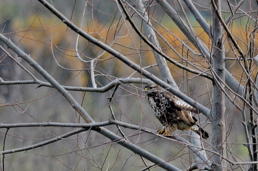 Common Buzzard