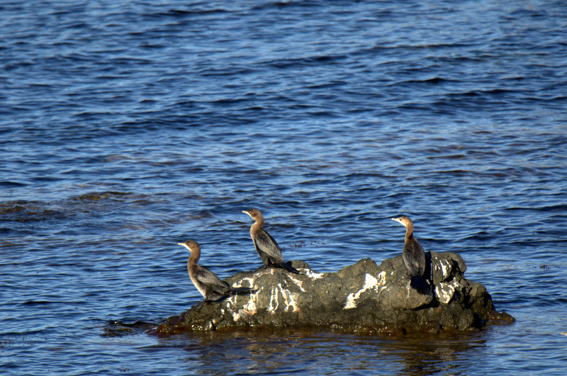 Pygmy Cormorant
