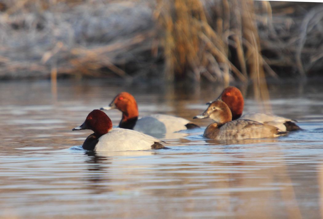 Common Pochard