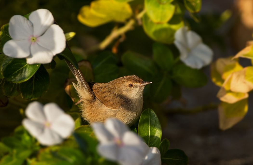 Delicate prinia