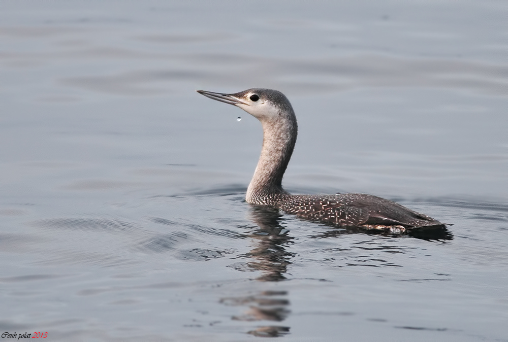 Red-throated Loon