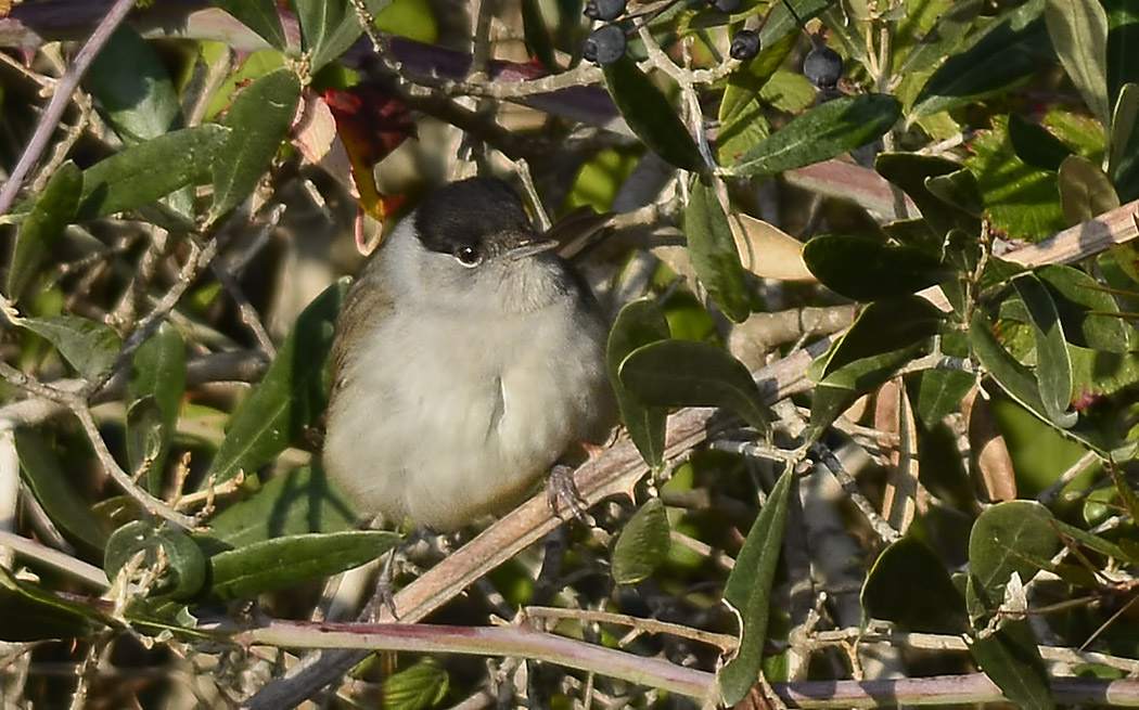Eurasian Blackcap