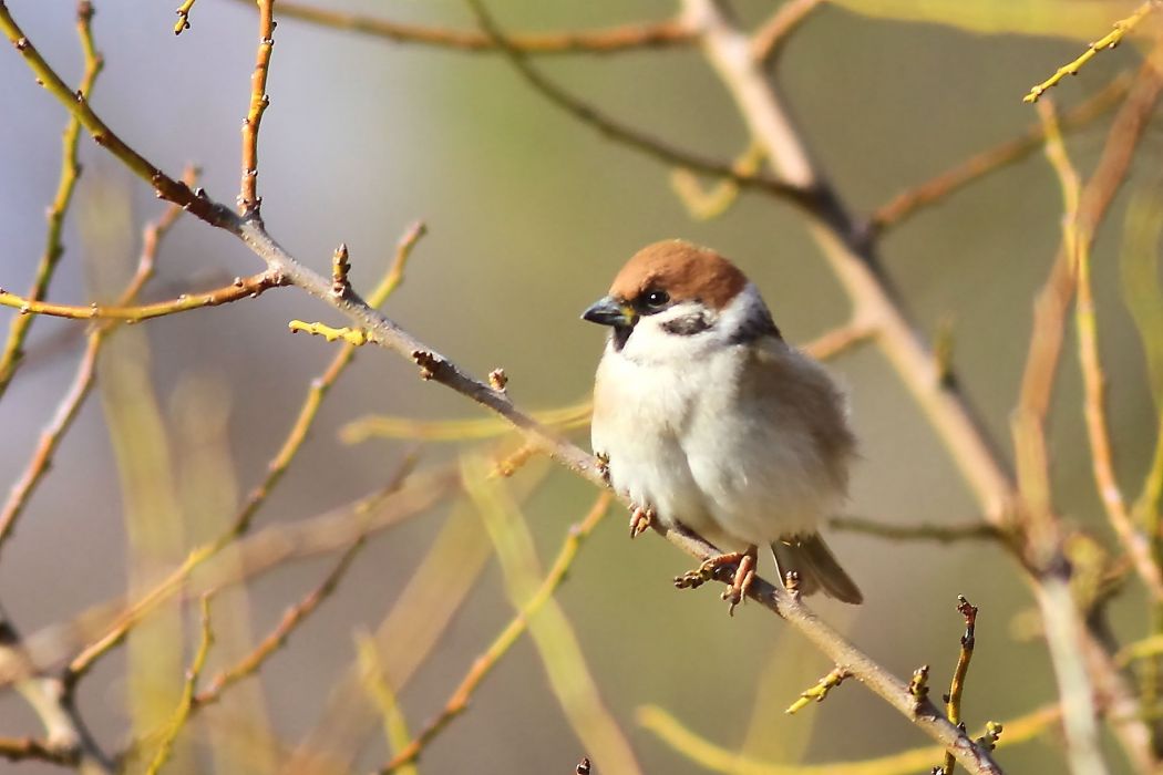 Eurasian Tree Sparrow
