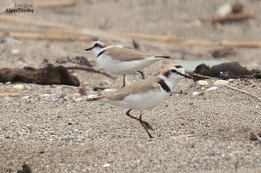 Kentish Plover