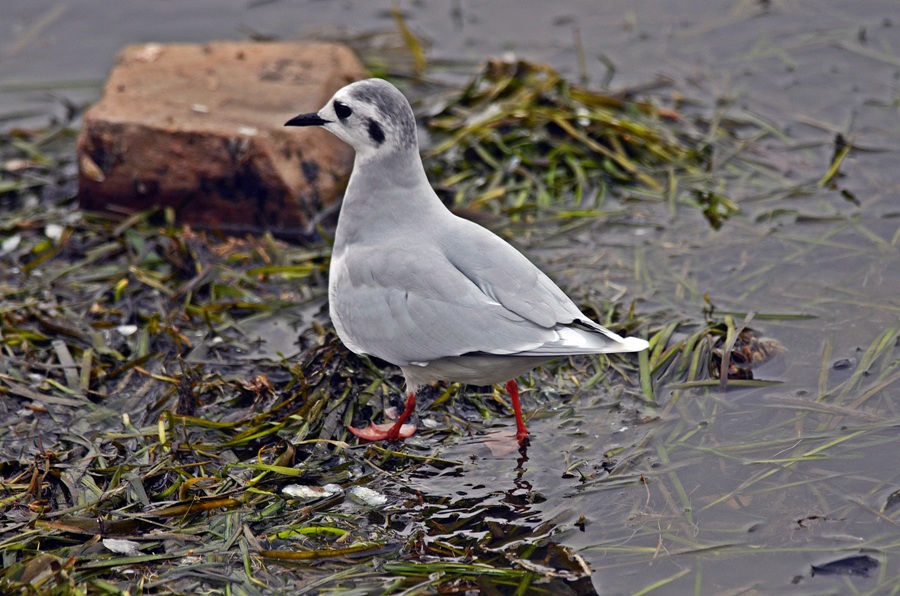 Little Gull