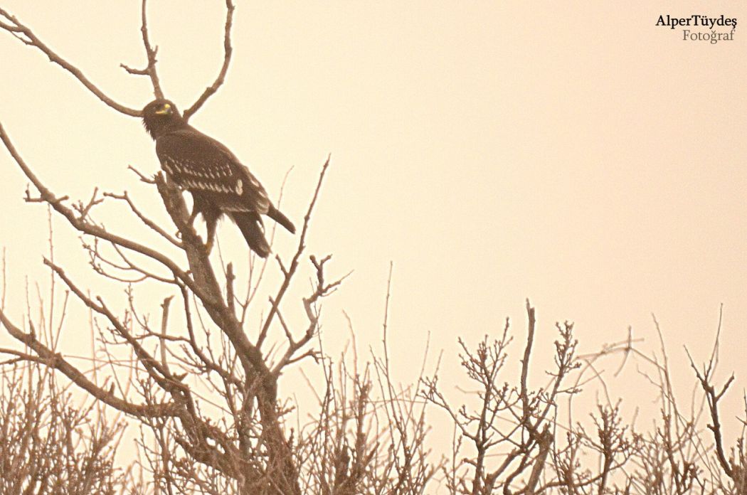 Greater Spotted Eagle